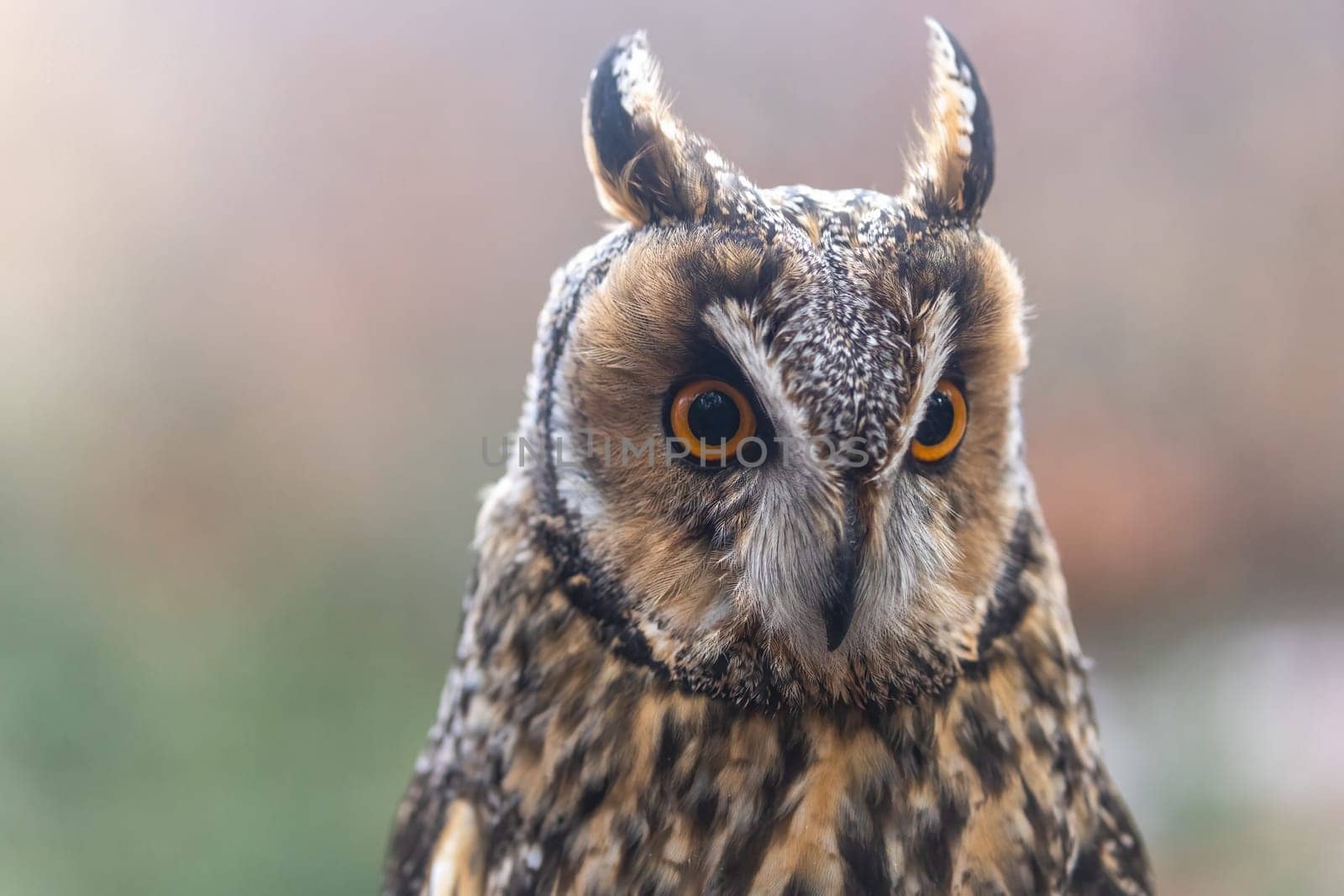 Front view portrait of Long-eared Owl closeup. Horizontally.