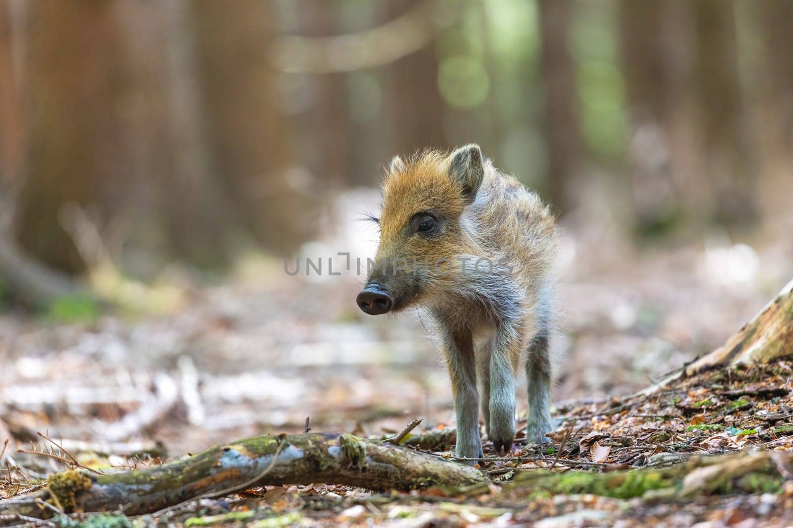 Front view portrait of young wild boar posing in the forest. Horizontally.