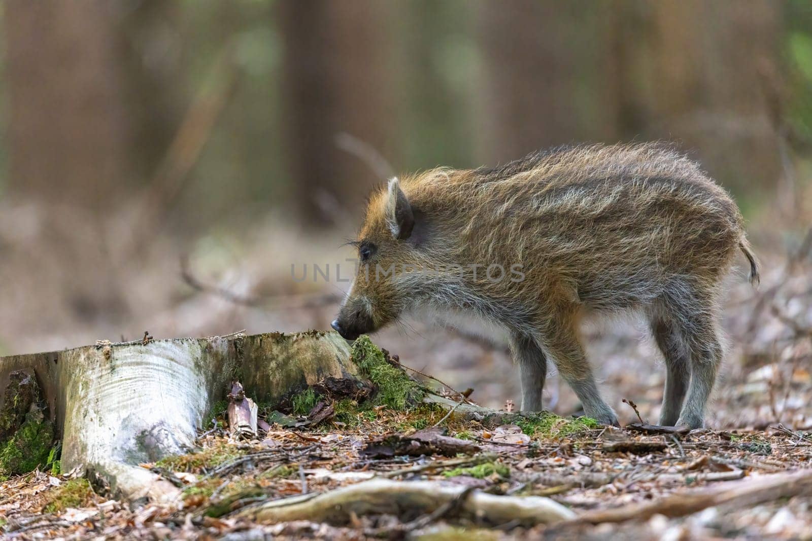 Young wild boar is standing in the forest. Horizontally.