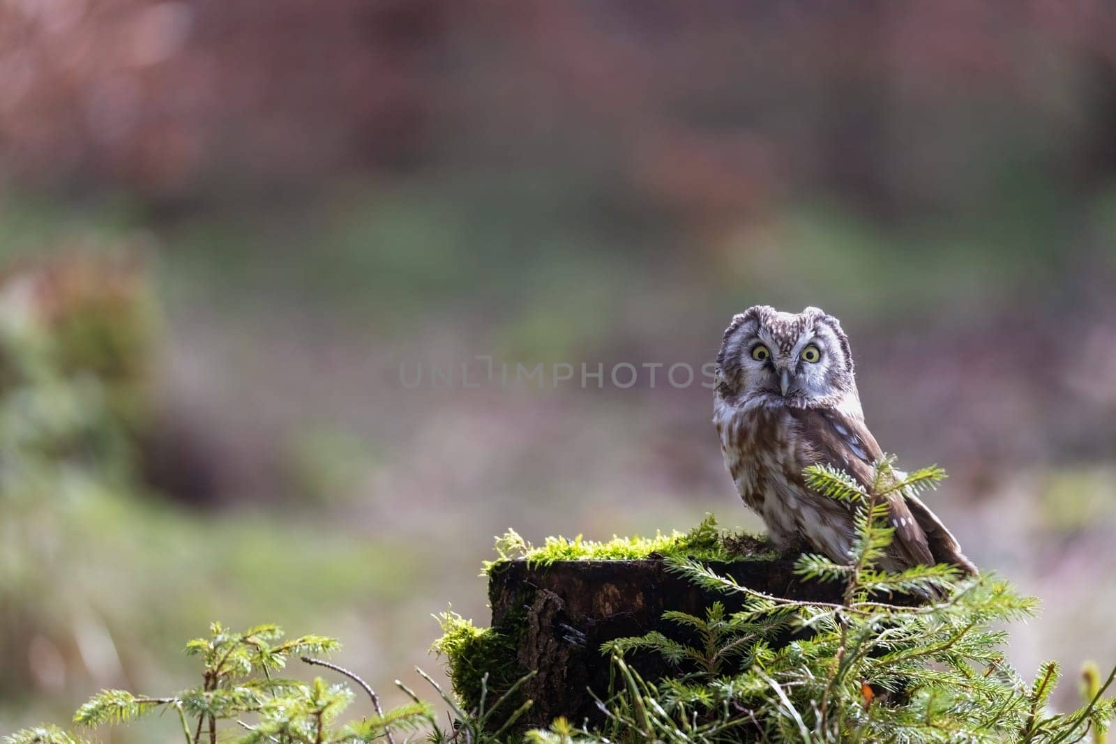Cute little tawny owl is posing on a tree stump in the forest. Horizontally.