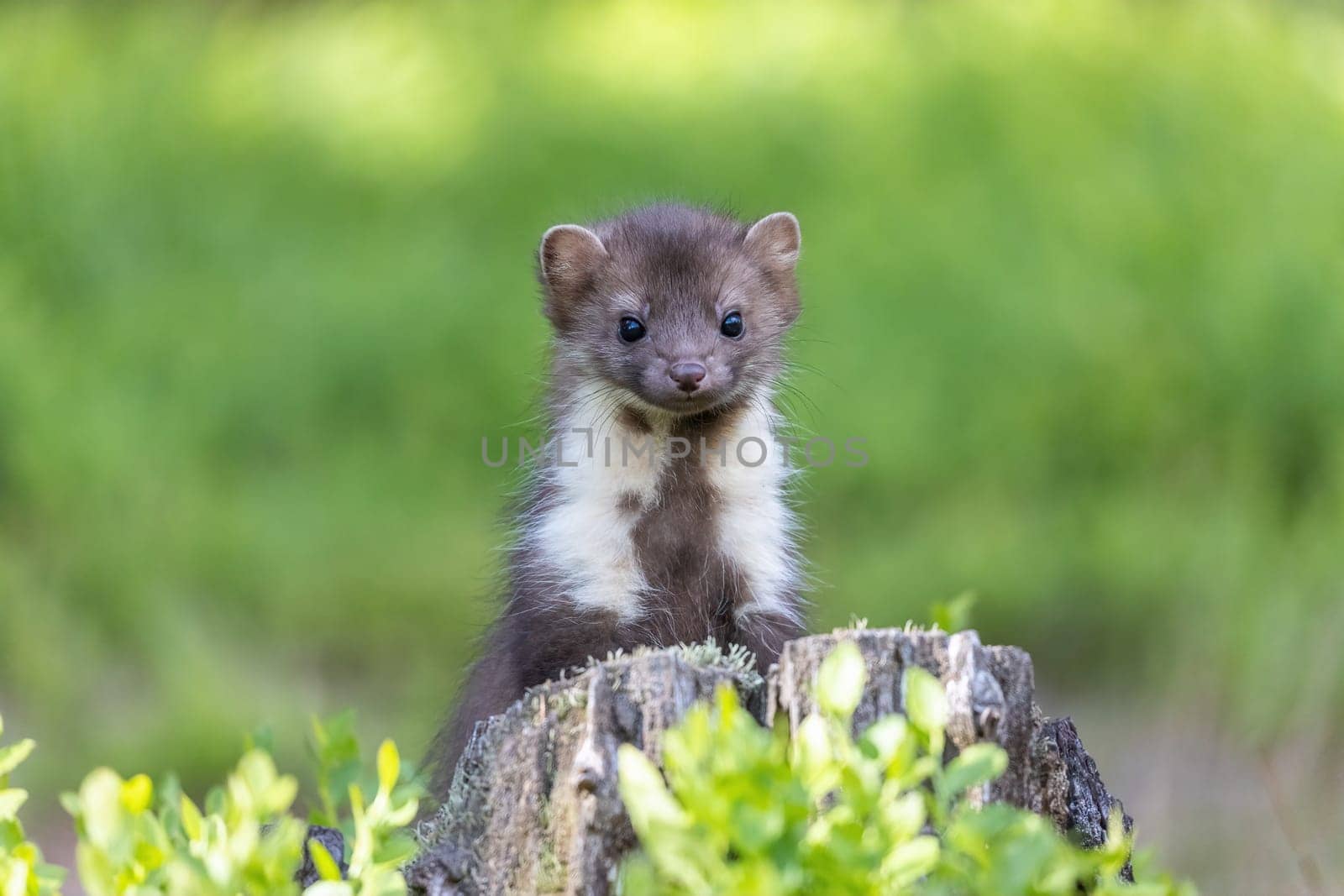 Adorable young marten is looking at the camera standing on a stump. Horizontally.