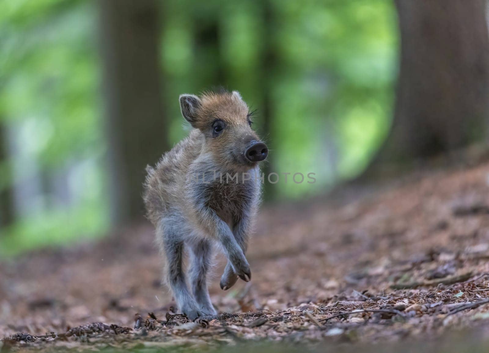 Young wild boar is running in the forest. Horizontally.