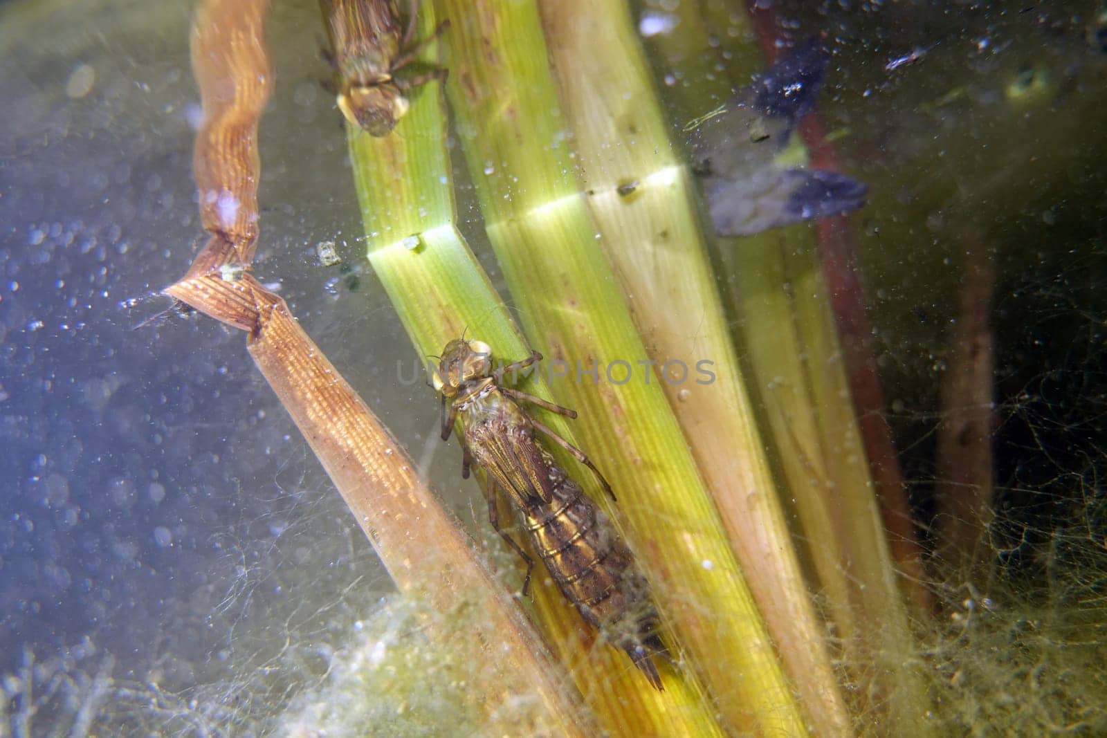 Libellenlarve kurz vor dem Schlüpfen an den Blättern eines Ästigen Igelkolben (Sparganium erectum)