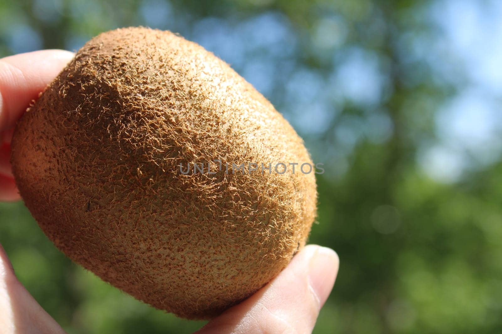A close-up of a kiwi in a woman's hand against a natural background..