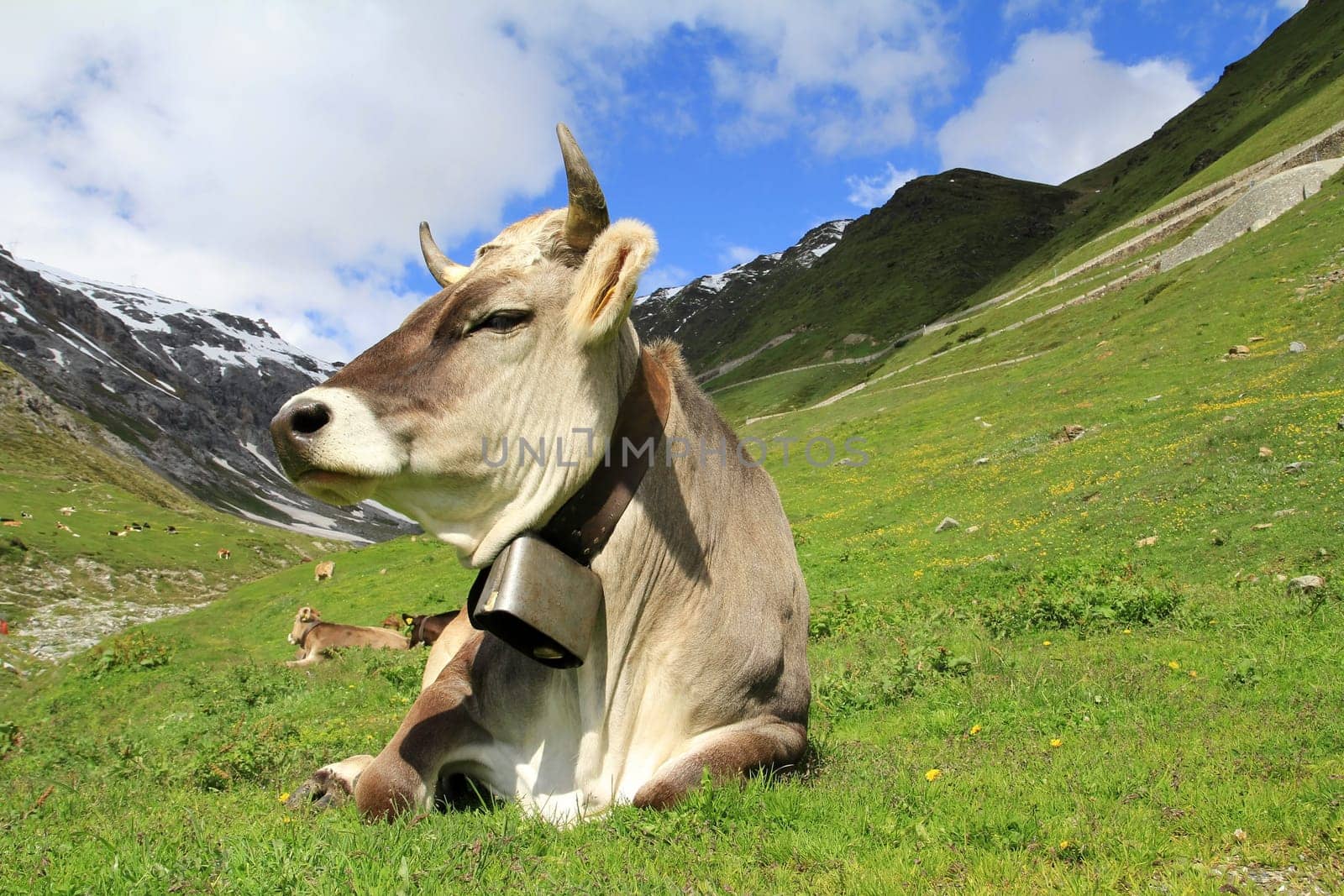 A pretty young brown cattle with horns and bell in the mountains