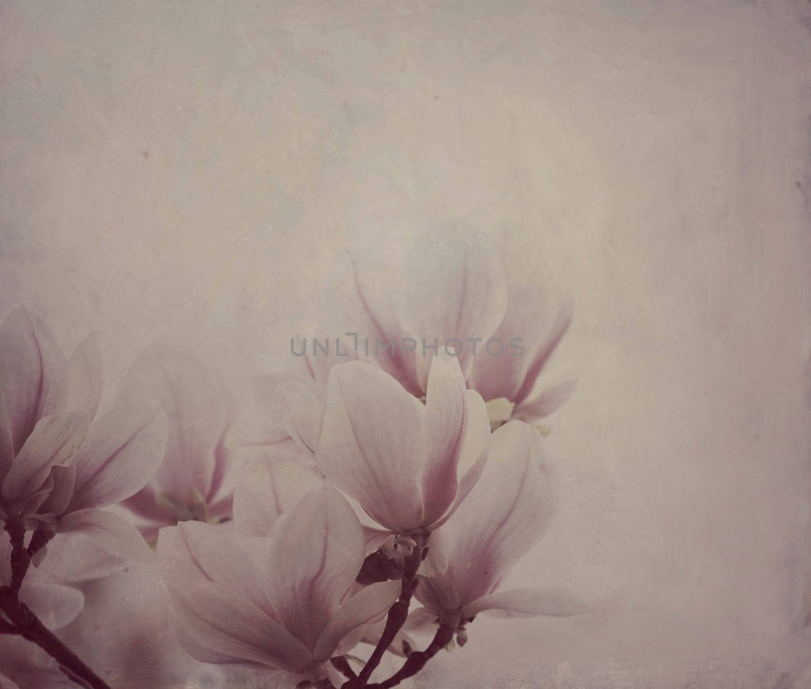 Beautiful magnolia flowers with artistic oil paint canvas texture overlay. Wall art background.