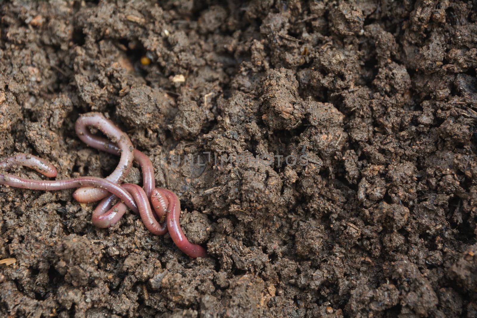 Earthworms on soil, earthworms on ground for agriculture and gardening concept with earthworms