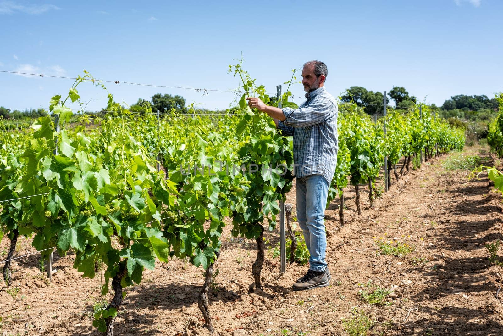 Green pruning of the vineyard. Farmer intertwines the young branches of the vine. Traditional agriculture.