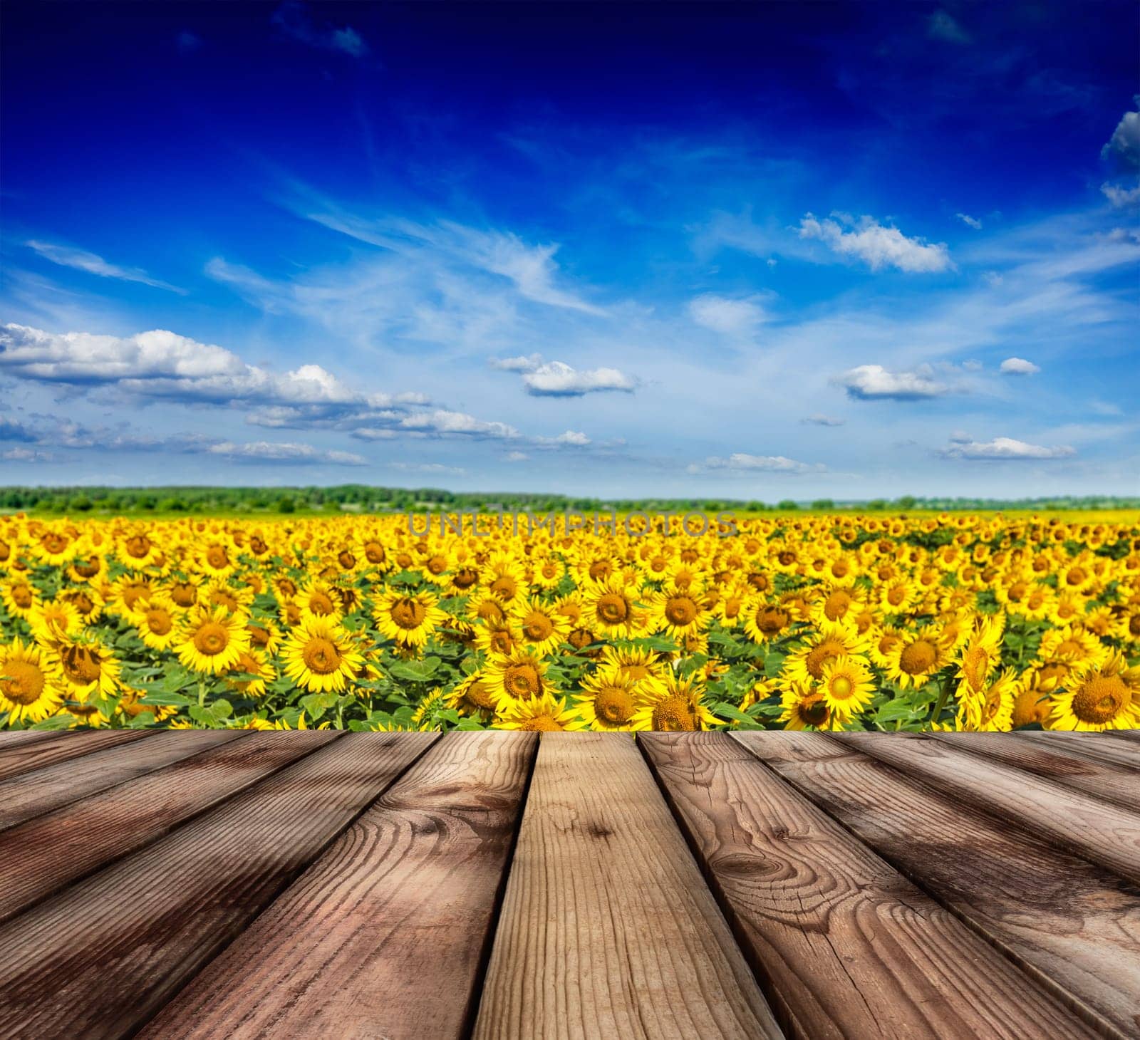 Wooden planks floor with idyllic scenic landscape of sunflower field and blue sky in background