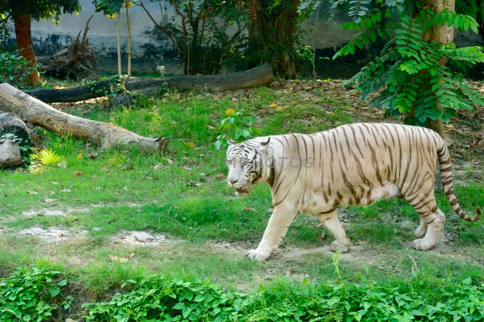 A Bengal Tiger (Panthera tigris tigris) in a zoo. It is among the biggest wild cats alive today.