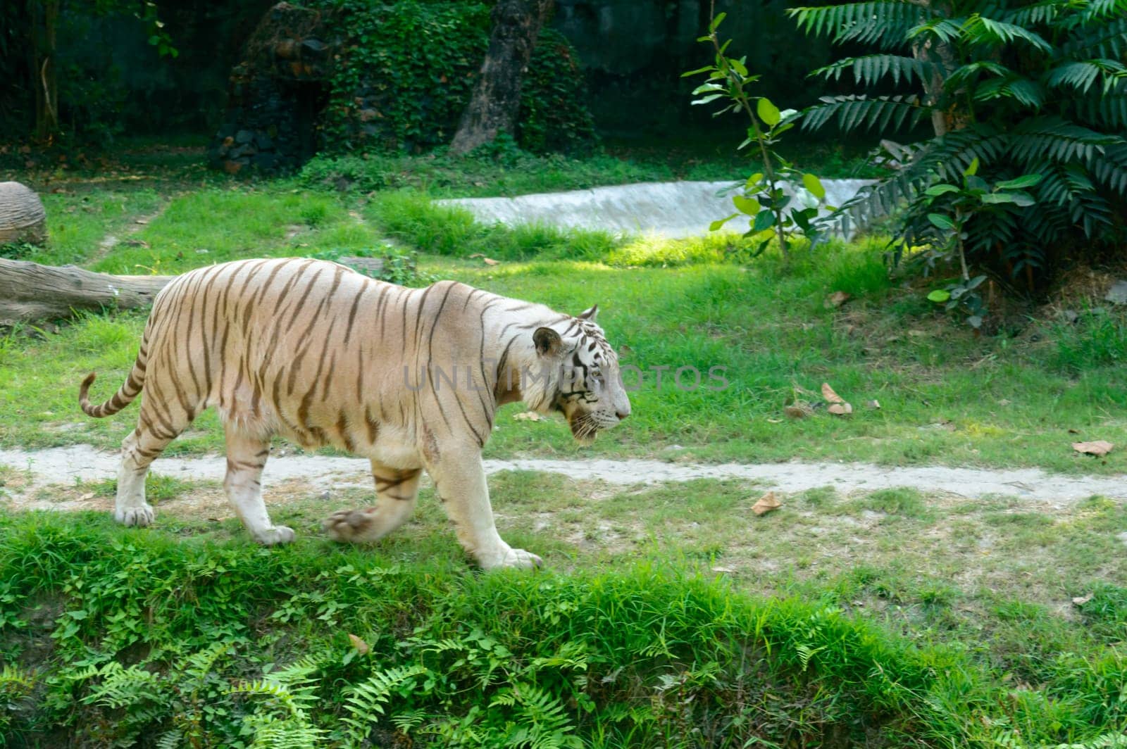 A Bengal Tiger (Panthera tigris tigris) in a zoo. It is among the biggest wild cats alive today.