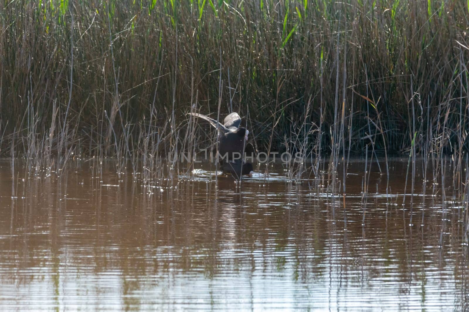 common coot, wild bird in a lake, with reeds and reeds, mating in early spring, natural life, Fulica atra