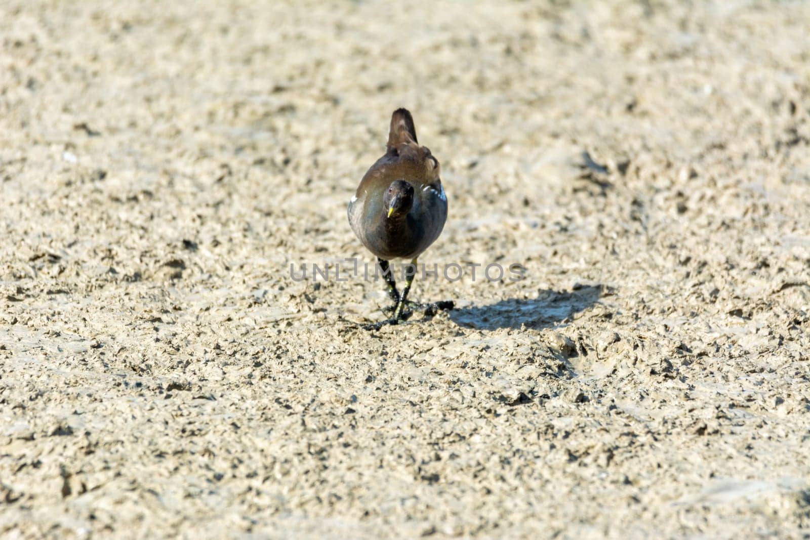 European or common rail, (Rallus aquaticus) in the albufera, Majorca lake, looking for small crustaceans to eat