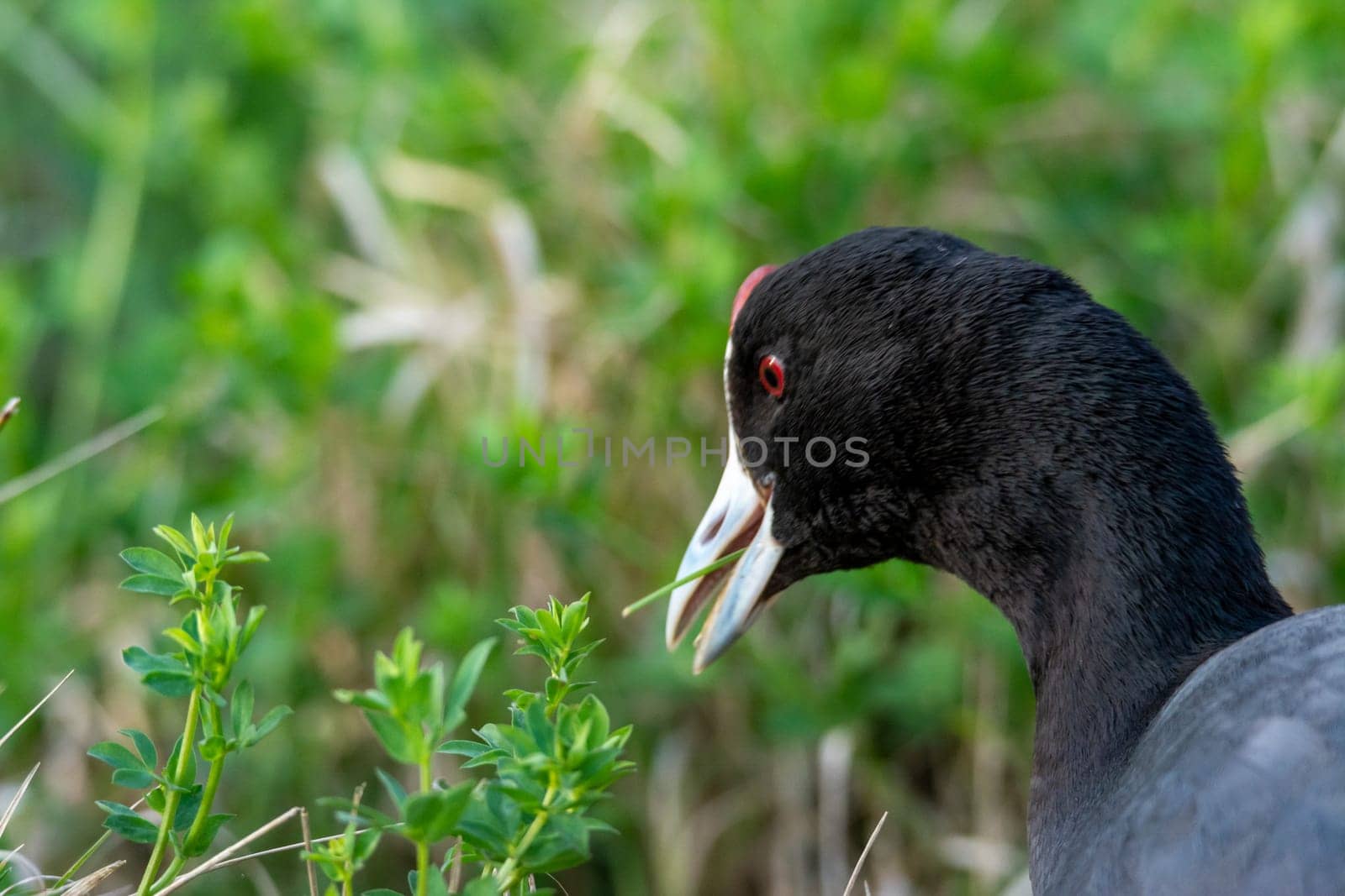 common coot, wild bird in a lake, with reeds and reeds, mating in early spring, natural life, Fulica atra