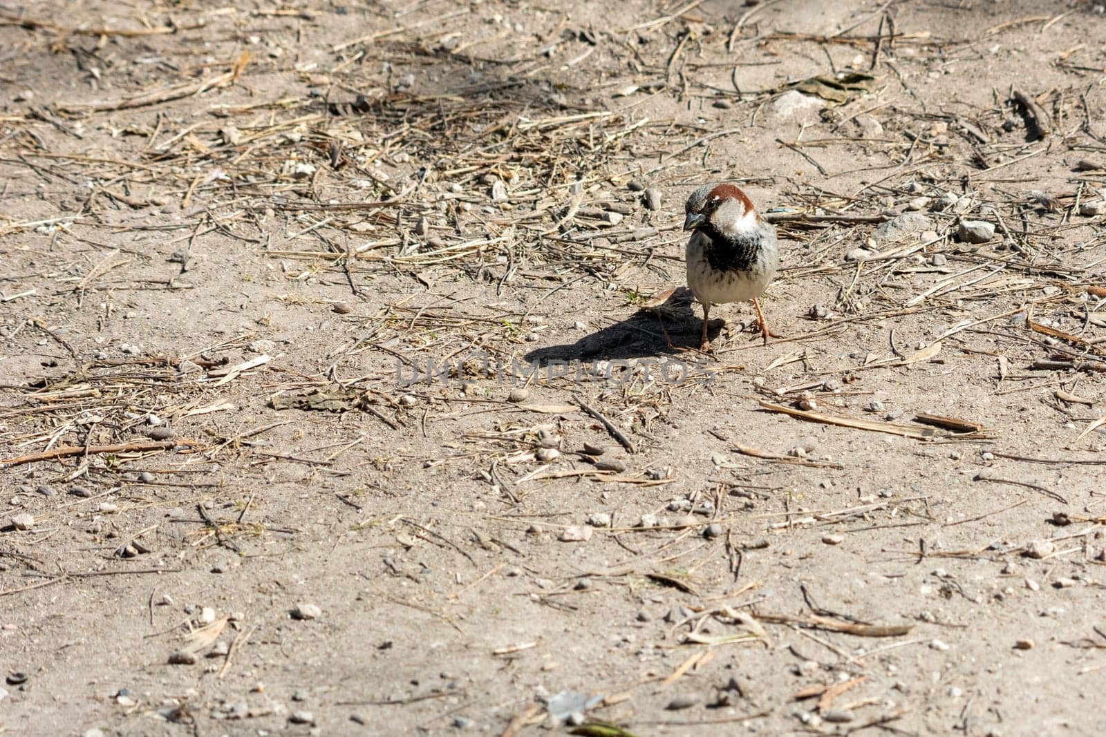 portrait of common sparrow, looking at camera, in the lagoon of mallorca