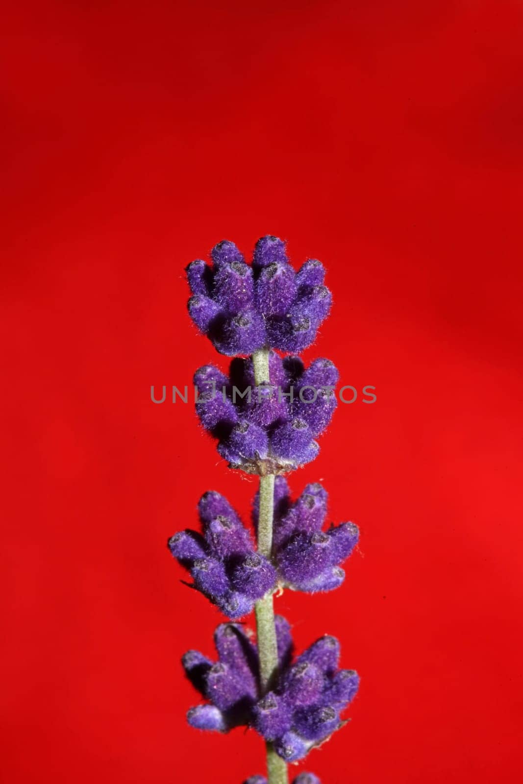 Flower blossom close up lavandula latifolia family lamiaceae botanical background modern high quality big size prints home decoration