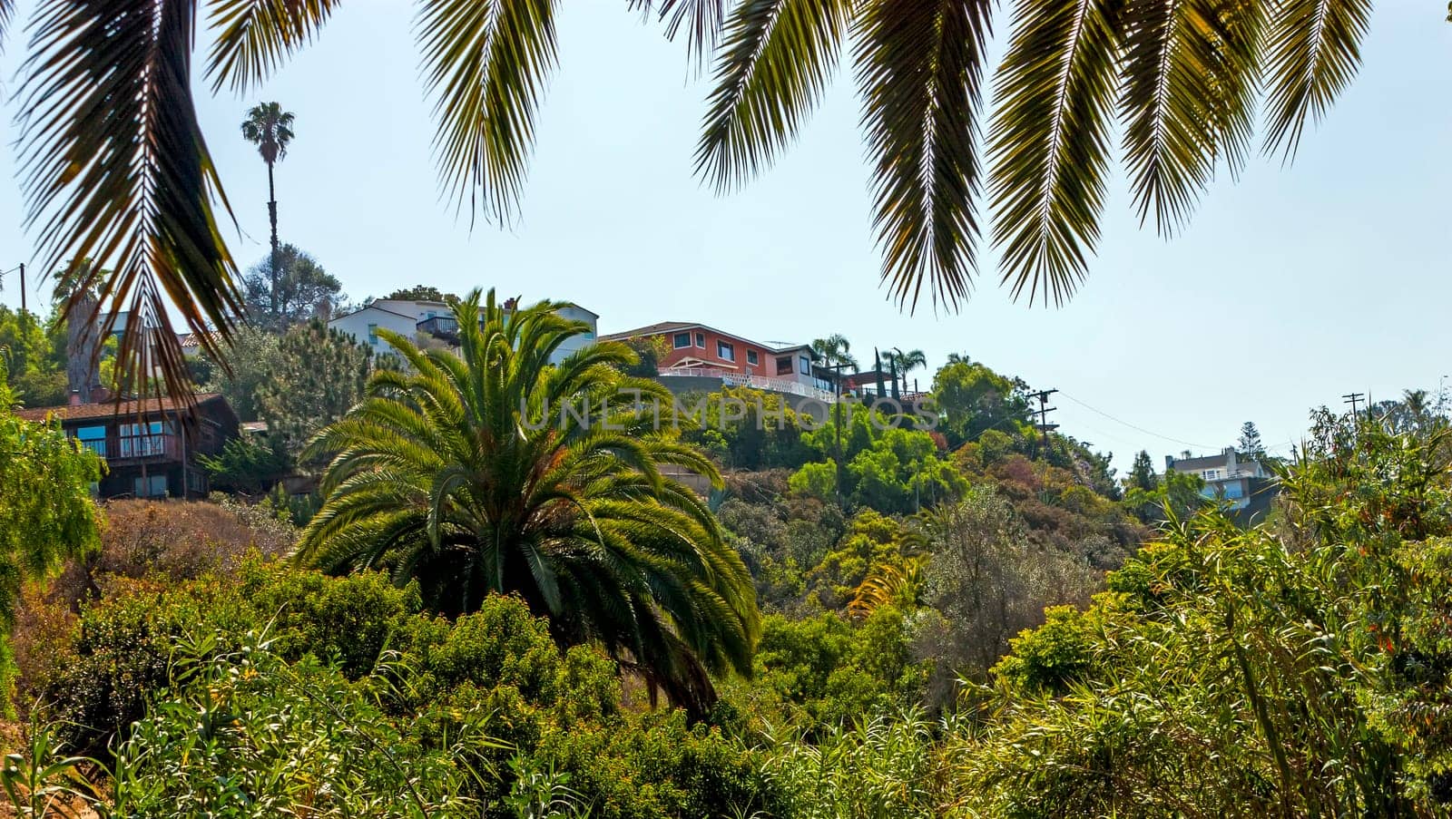 Tropical landscape of San Diego, California,United States.