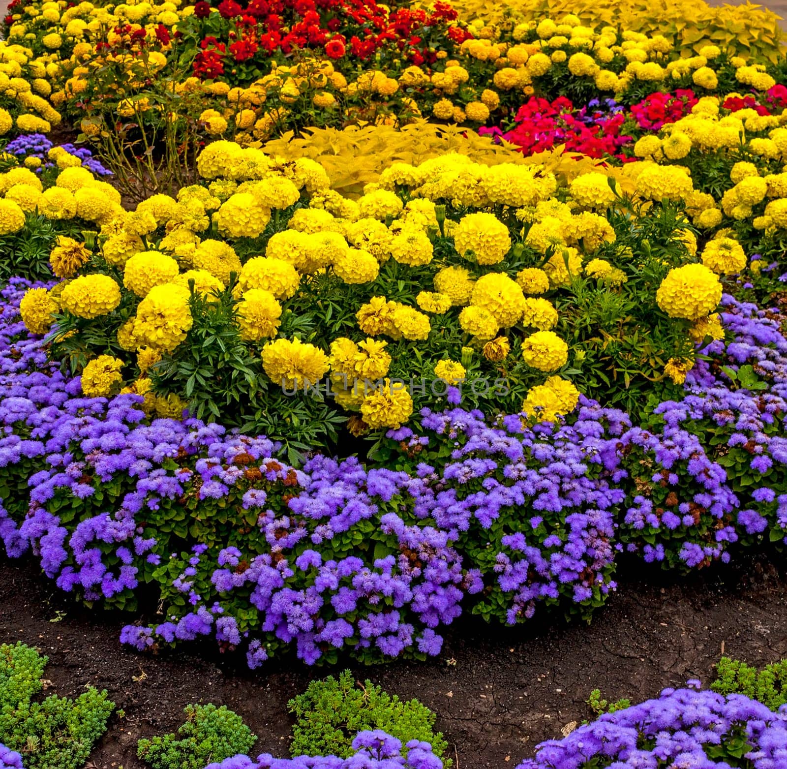 Colorful flowers in the garden.