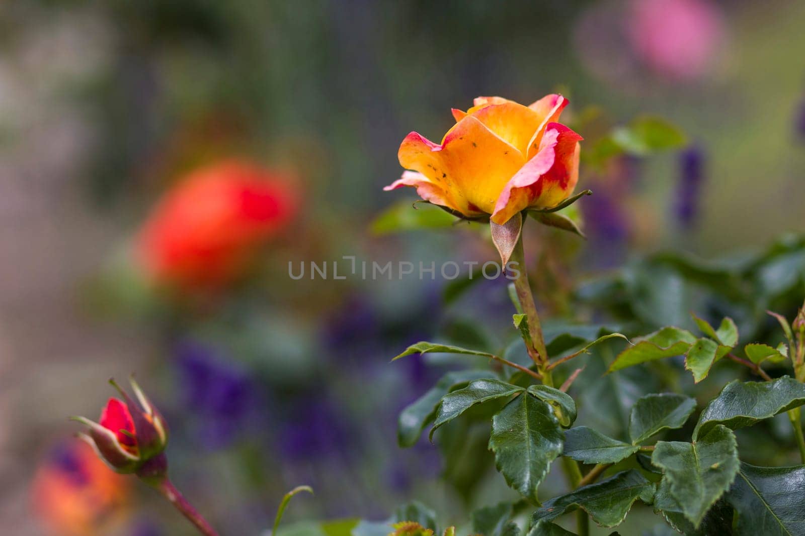 yellow rose in the garden - soft focus - blurred background