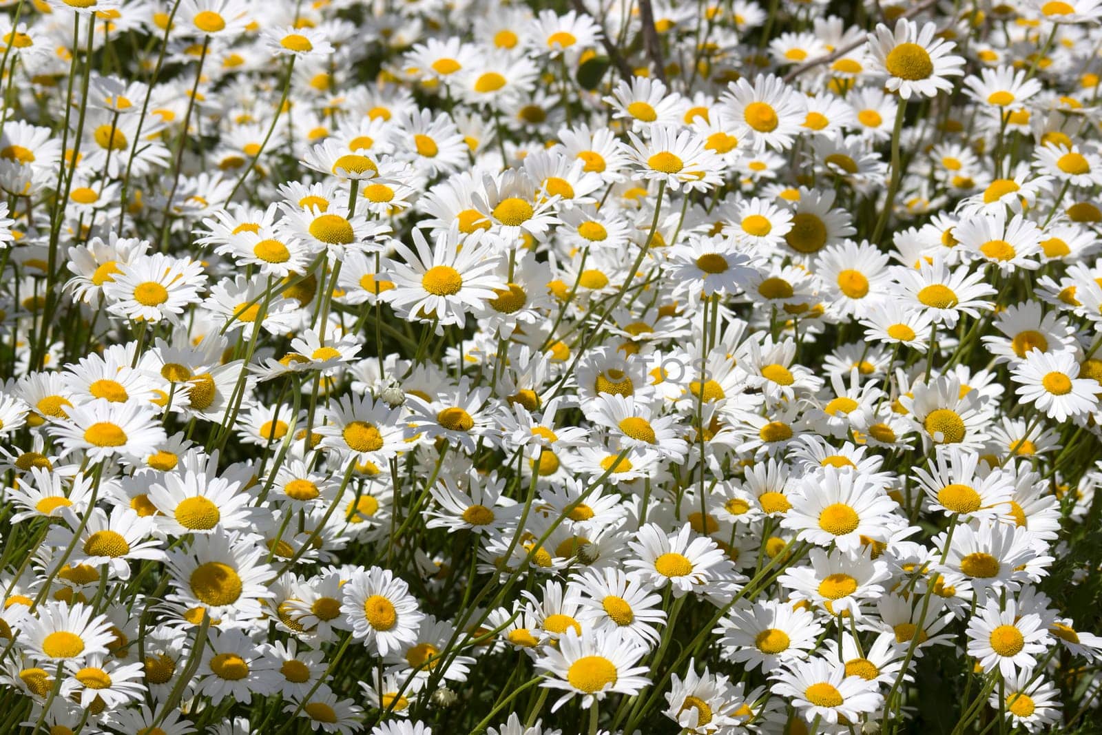 Ox-eye Daisy (Leucanthemum vulgare) in garden - close up