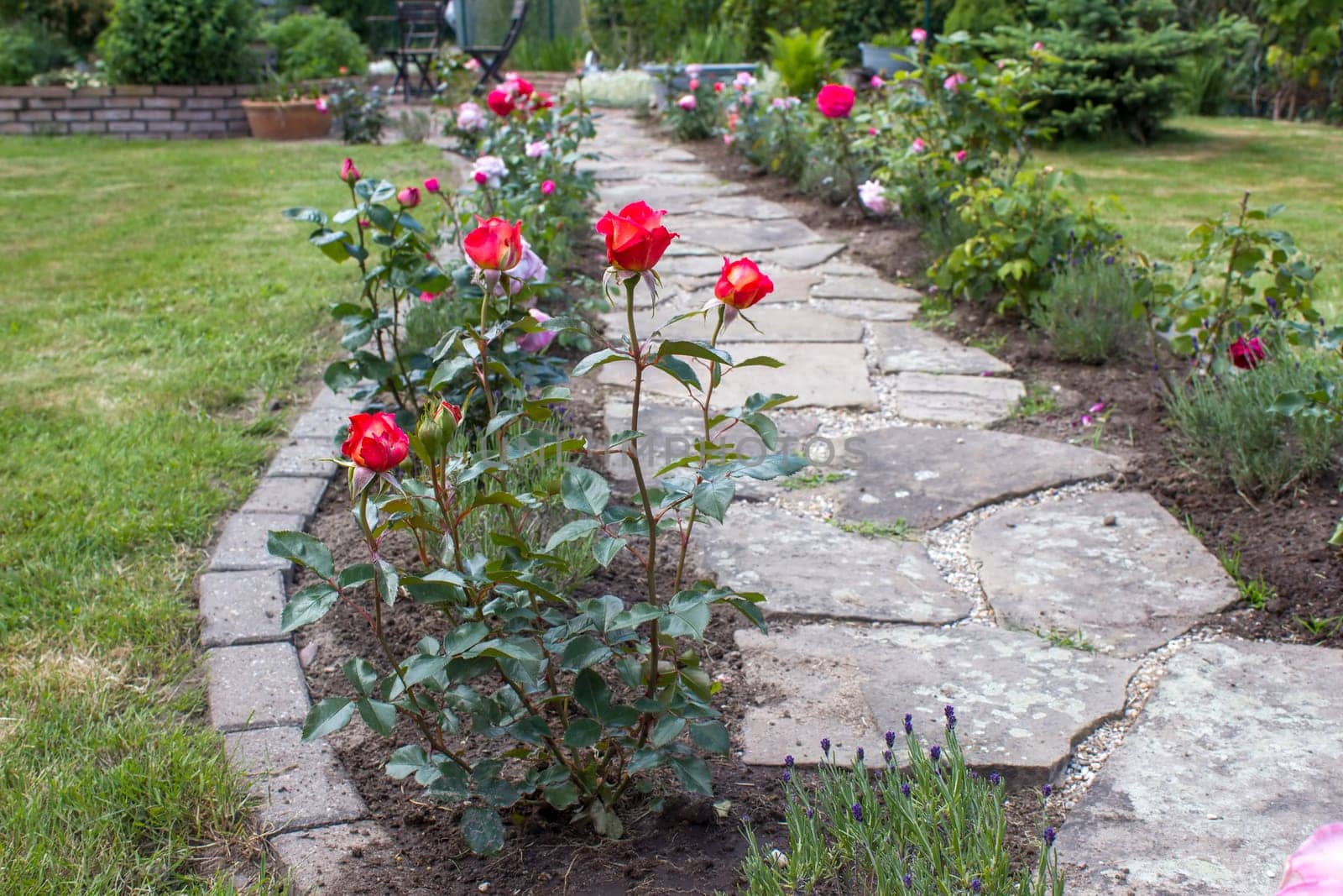 stone paved garden path and flowers - roses and lavender