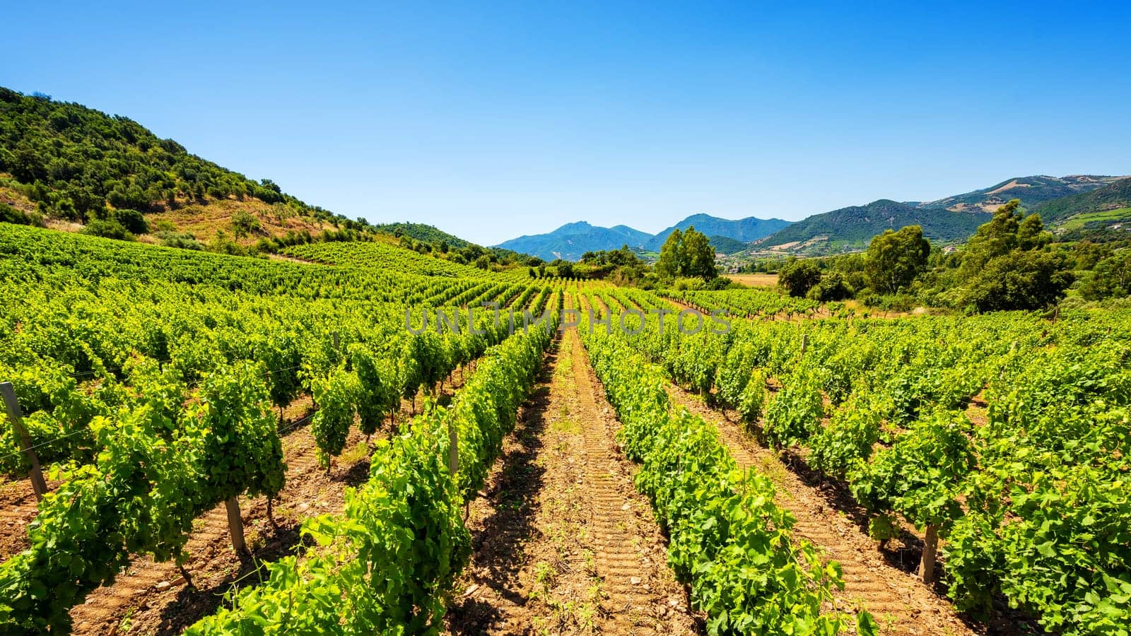 Spring overview of the rows of a of a vineyard in Sardinia, Italy. Traditional agriculture.