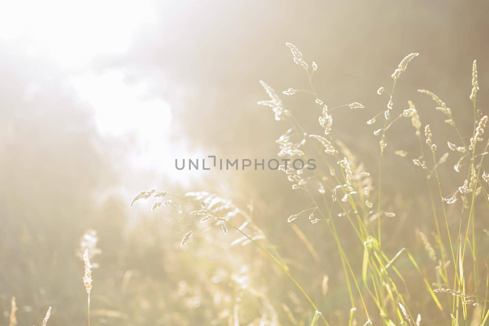 Dried weeds in sunlight Shallow depth of field. End of Summer Atmosphere