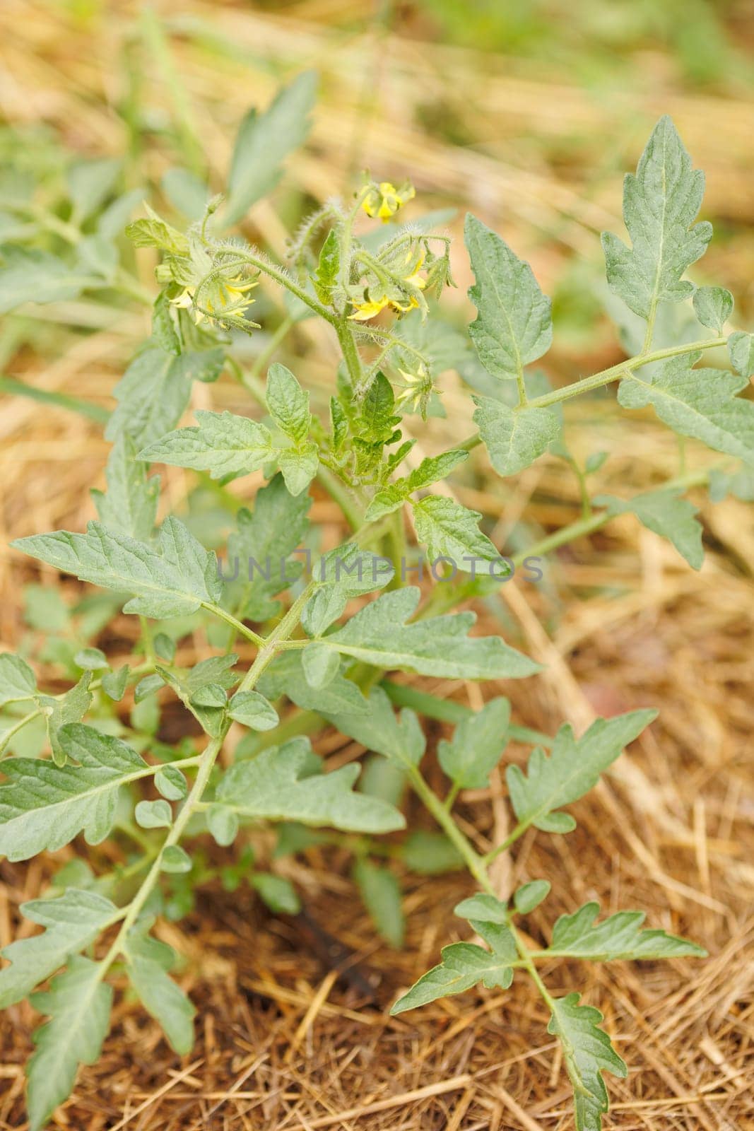 sprouts of tomatoes in permaculture garden with straw