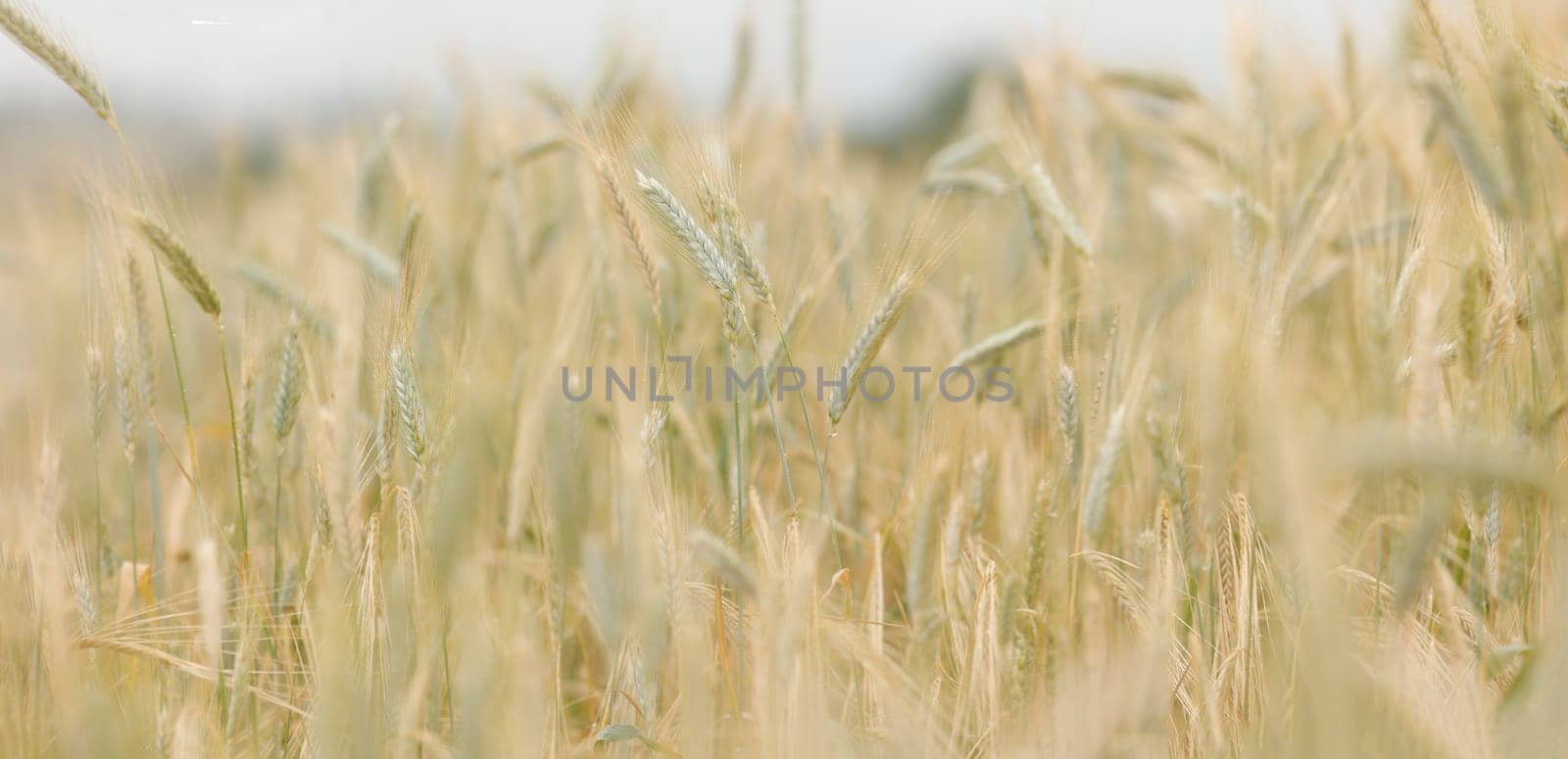 Spikes of ripe rye in sun close-up with soft focus. Ears of golden wheat. Beautiful cereals field in nature