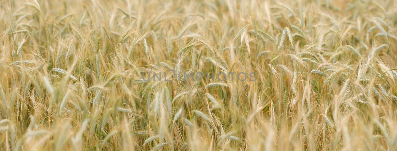 Spikes of ripe rye in sun close-up with soft focus. Ears of golden wheat. Beautiful cereals field in nature