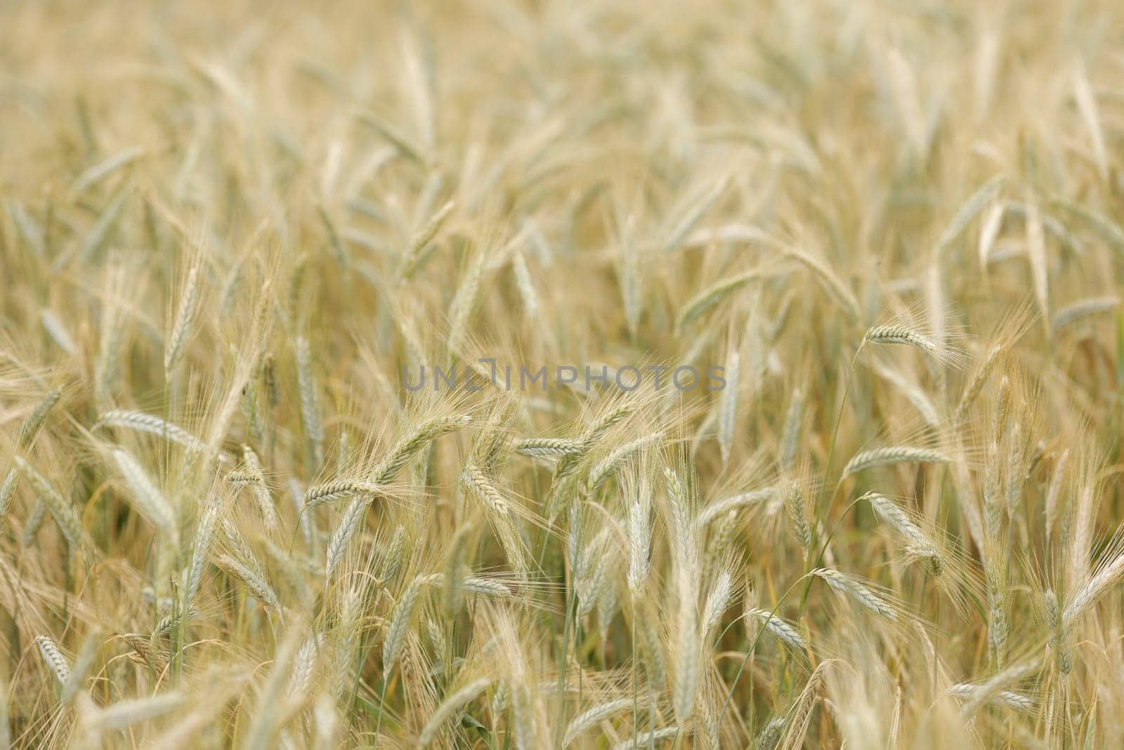 Golden wheat field in closeup sunny day