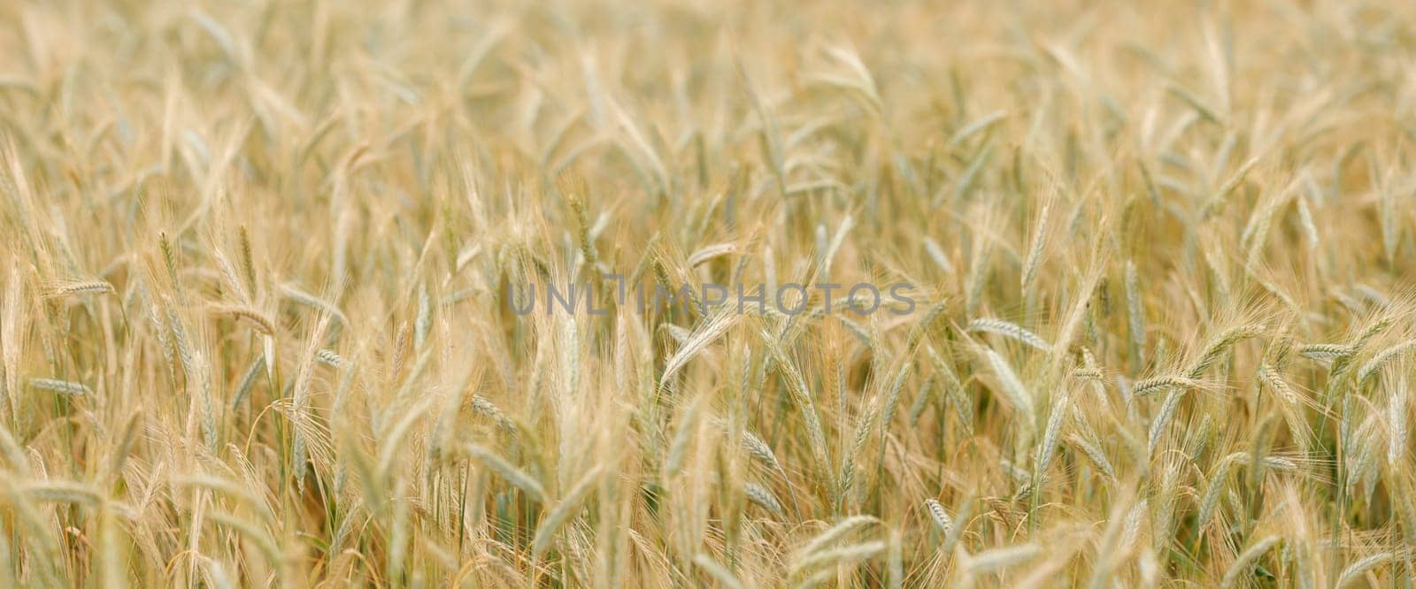Golden panoramic wheat field in closeup