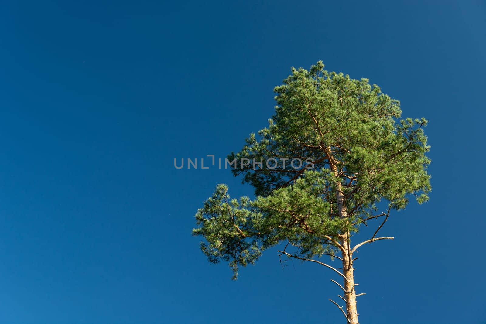 Green pine on a background of the blue sky, sunny day