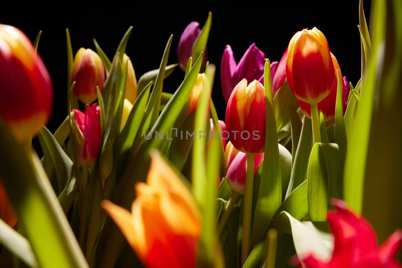 Heap of fresh blossoming tulips with gentle colorful petals and green leaves stacked together in light room on black background