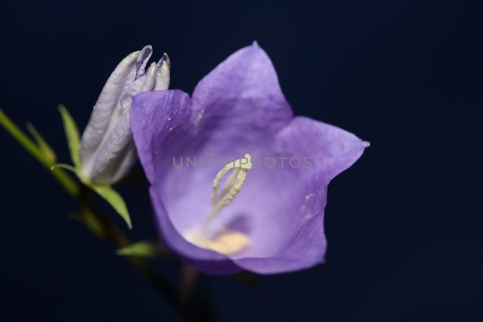 Blue flower blossoming close up trendy botanical background Campanula rhomboidalis family campanulaceae big size print high quality