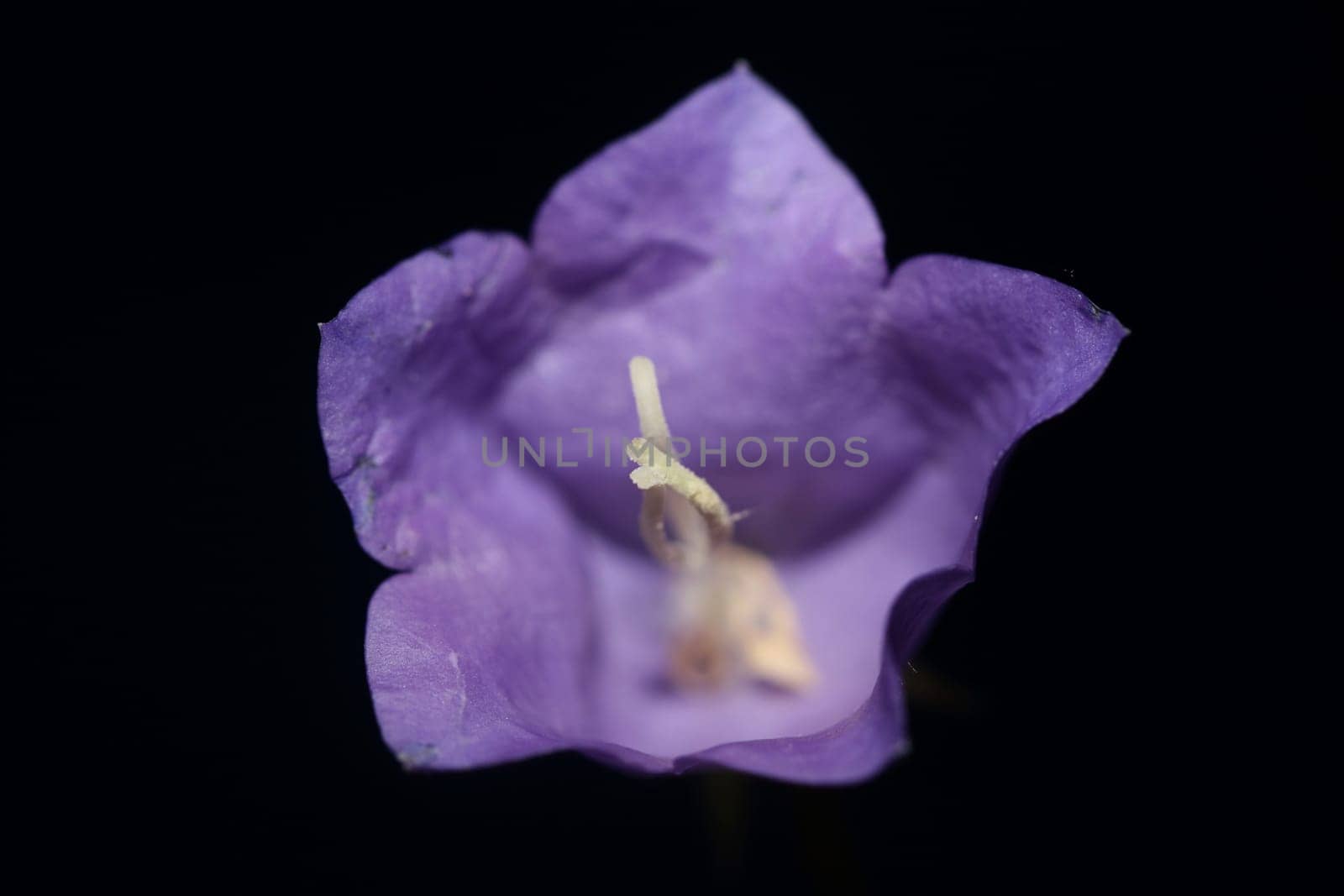 Blue flower blossoming close up trendy botanical background Campanula rhomboidalis family campanulaceae big size print high quality