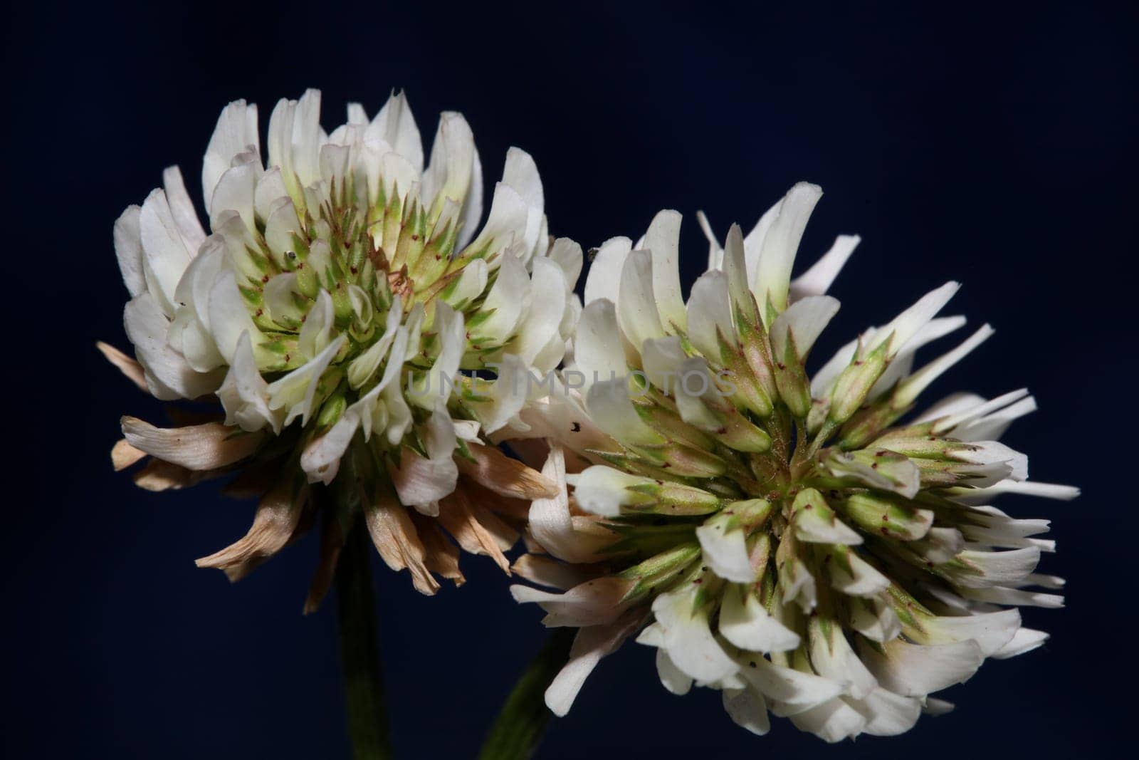 White wild flower blossom close up botanical background Trifolium alexandrinum family leguminosae high quality big size prints