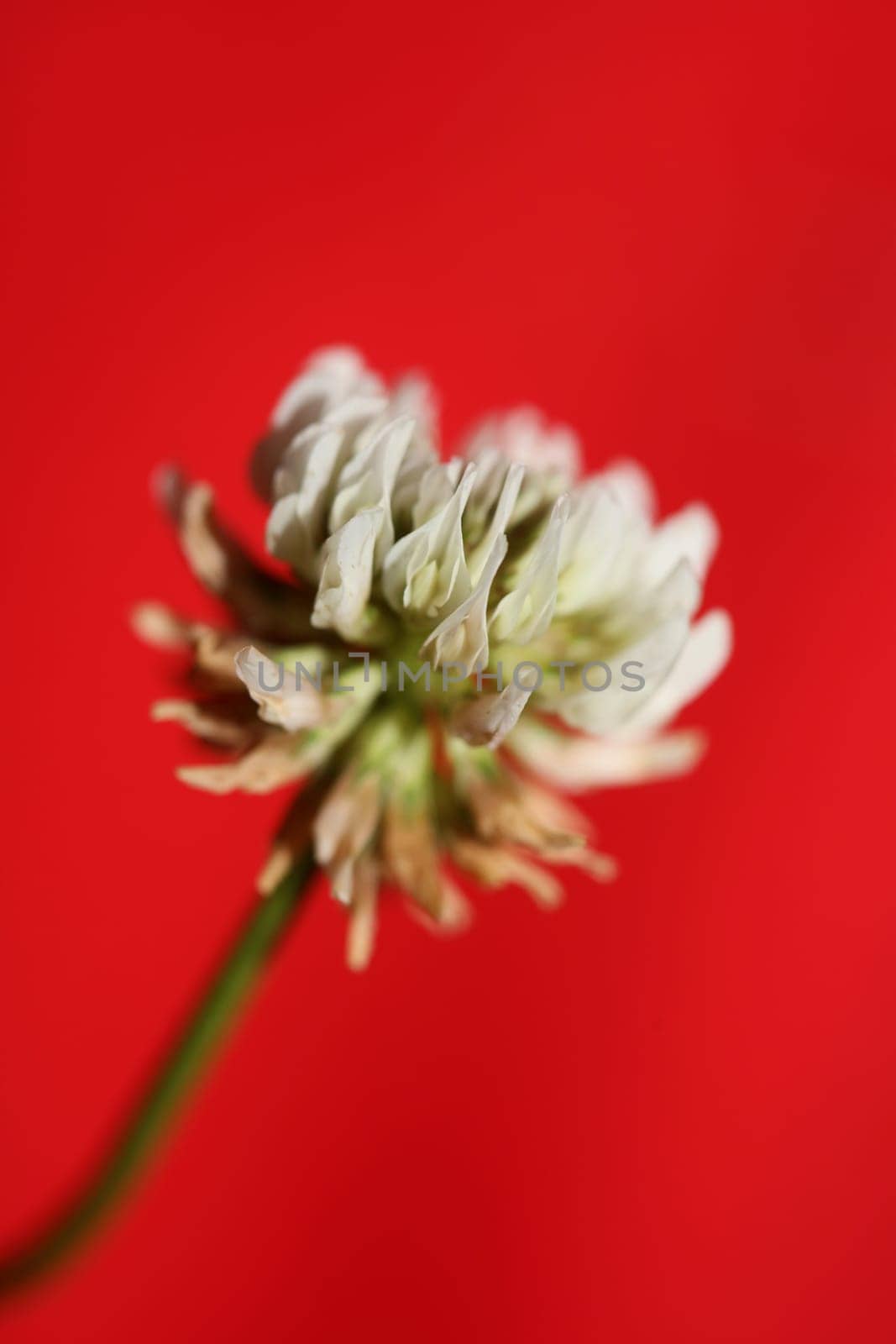 White wild flower blossom close up botanical background Trifolium alexandrinum family leguminosae high quality big size prints