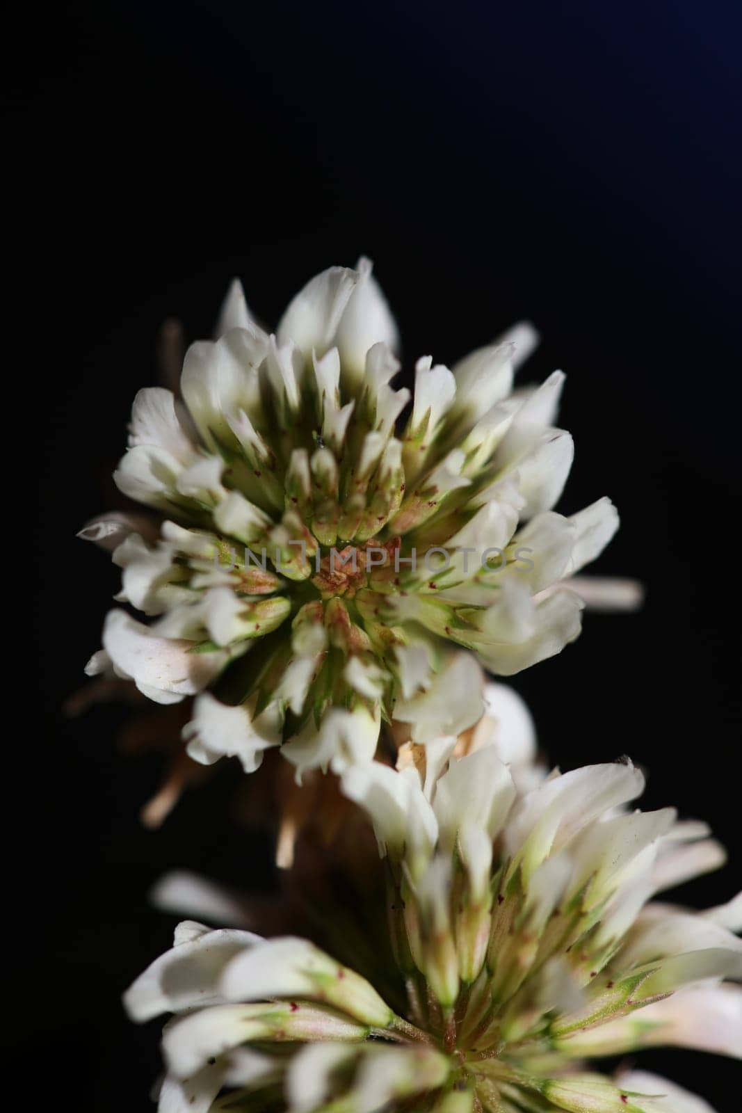 White wild flower blossom close up botanical background Trifolium alexandrinum family leguminosae high quality big size prints