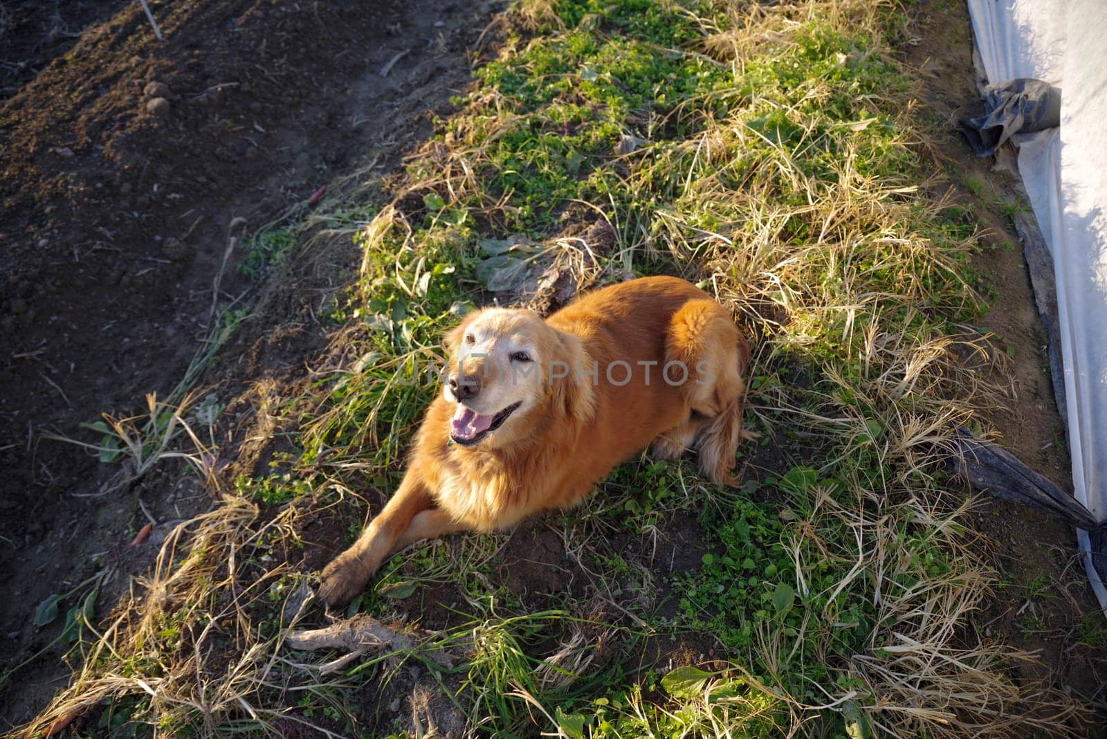 Happy farm golden retriever dog looks at the camera while lying in the grass between rows of vegetables in an organic garden. Shot in golden hour natural sunlight with no people, and copy space.