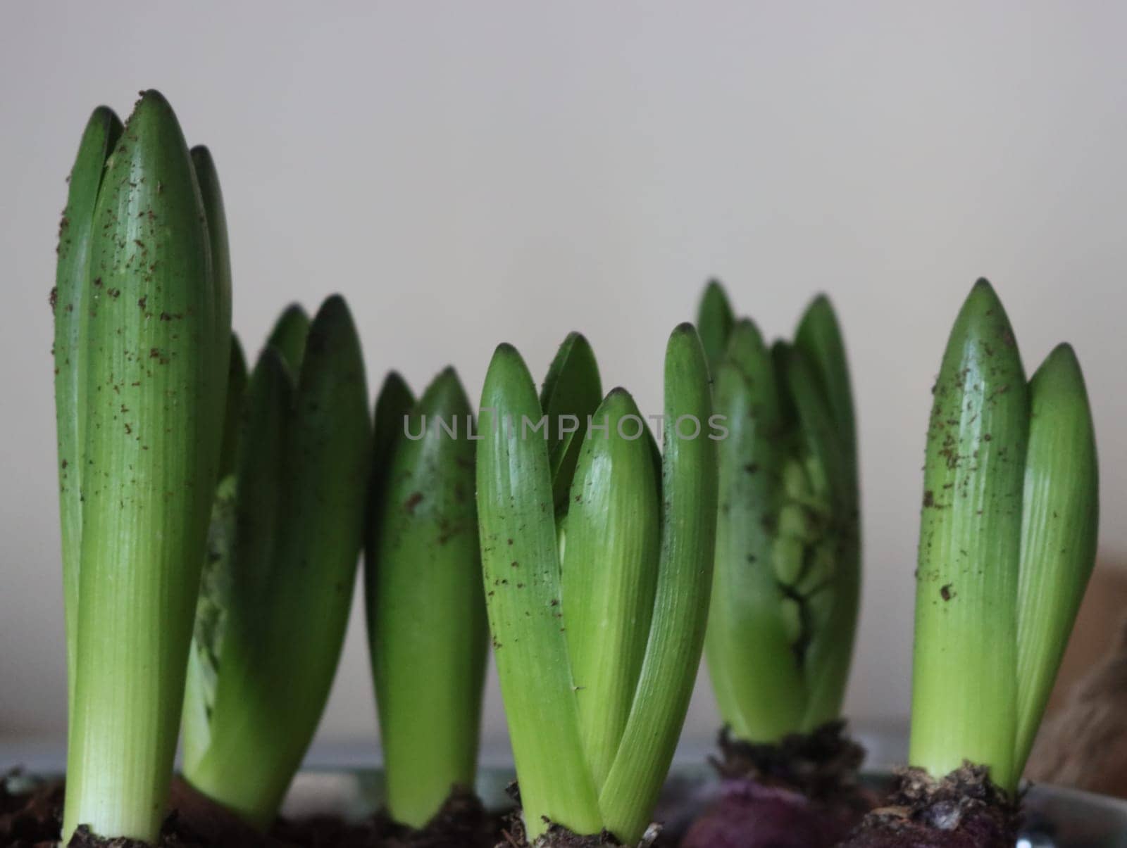 beautiful flowerless hyacinth plant waiting to bloom