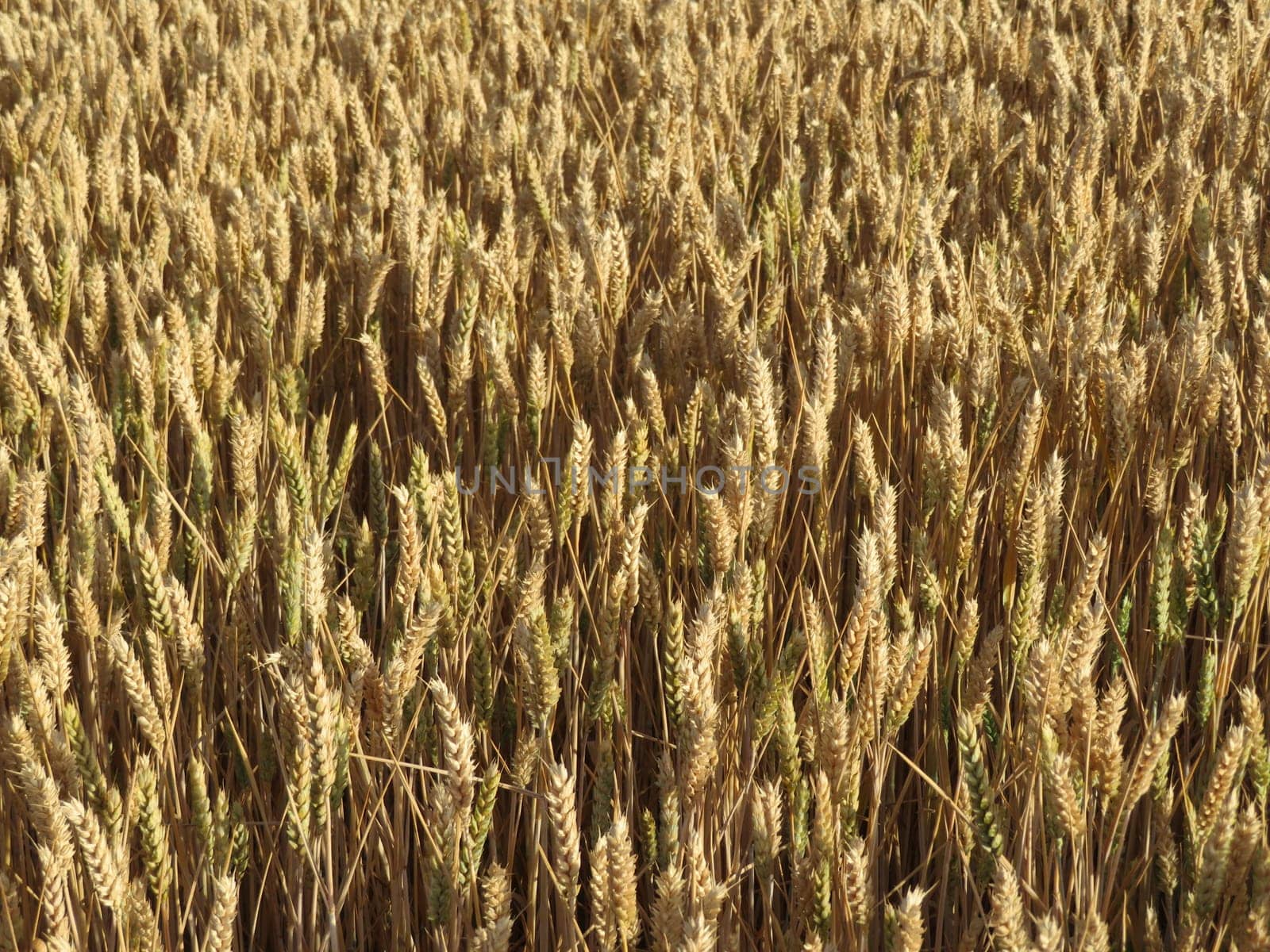 beautiful field of cereal gilded by the sun ready to harvest and grind