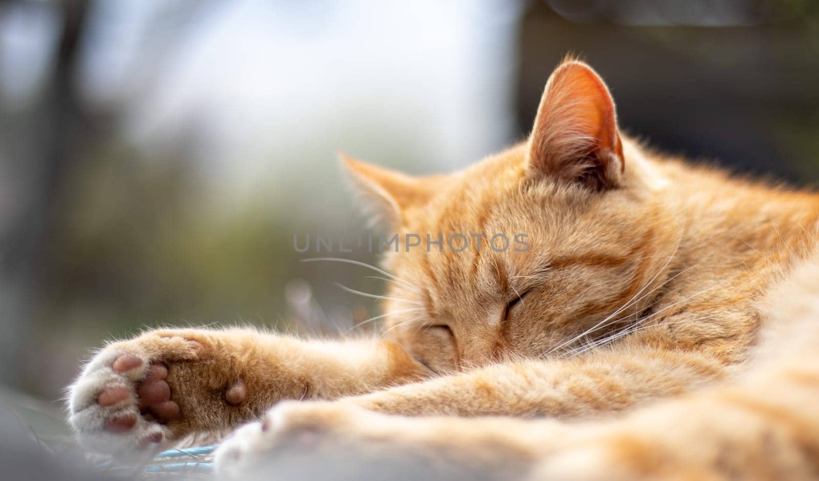 Close-up of a red domestic cat resting peacefully in the hay on a warm summer day. A funny orange striped cat basks in the sun. A cute pet is basking under the spring sun on dry grass. copy space