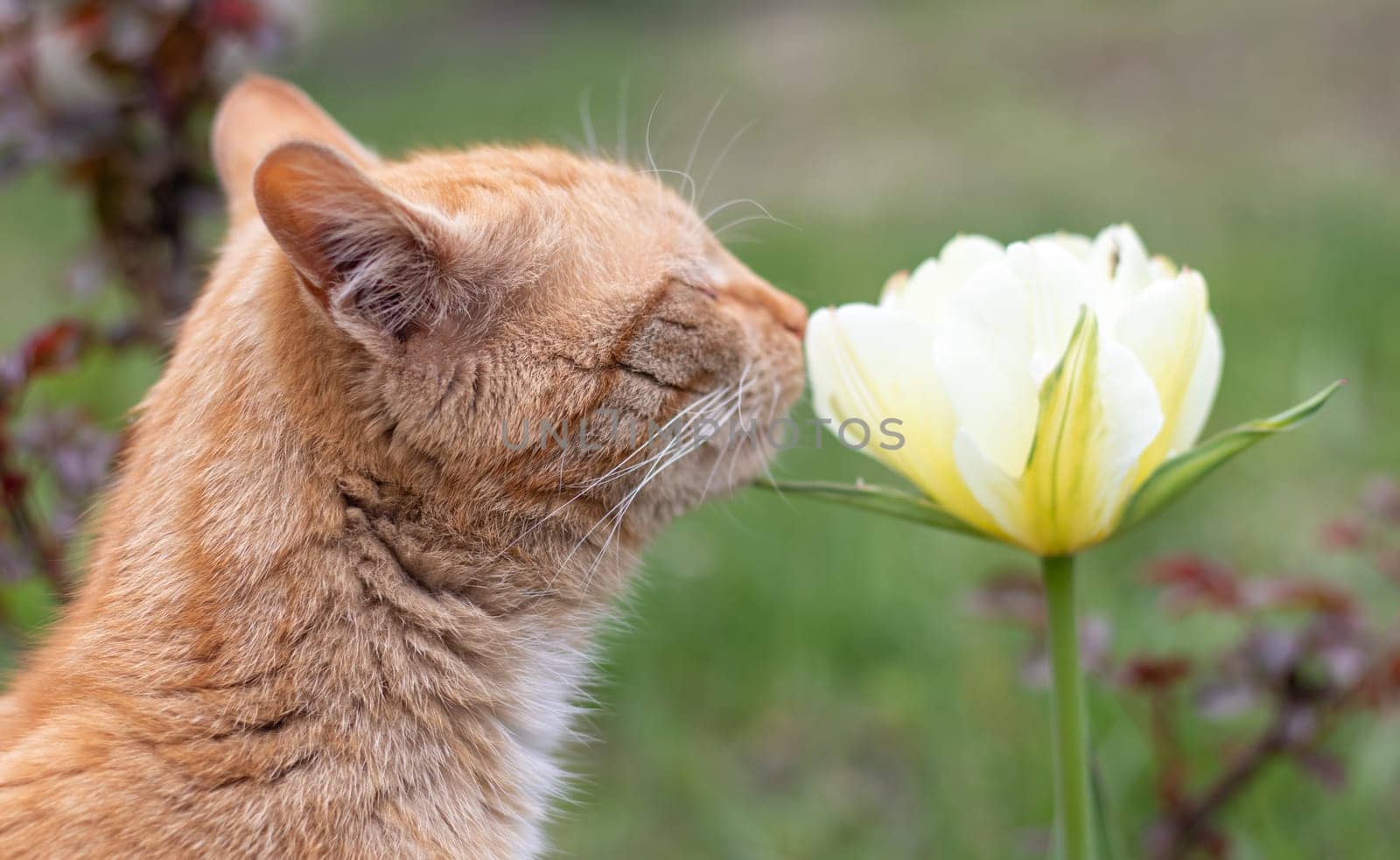 Red cat smells like a tulip. Close-up portrait of a cute orange beautiful cat smelling flowers in the garden. Beautiful natural background. Fluffy pet with wildflowers. Cozy morning at home