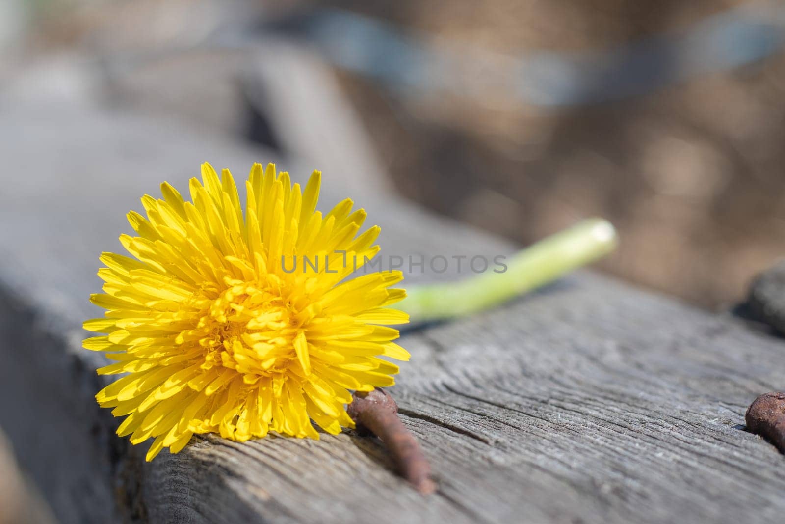 Yellow dandelion lies on an old wooden background with copy space. Background with a yellow flower in the garden of a country house in spring or summer. Macro photo of a blooming dandelion