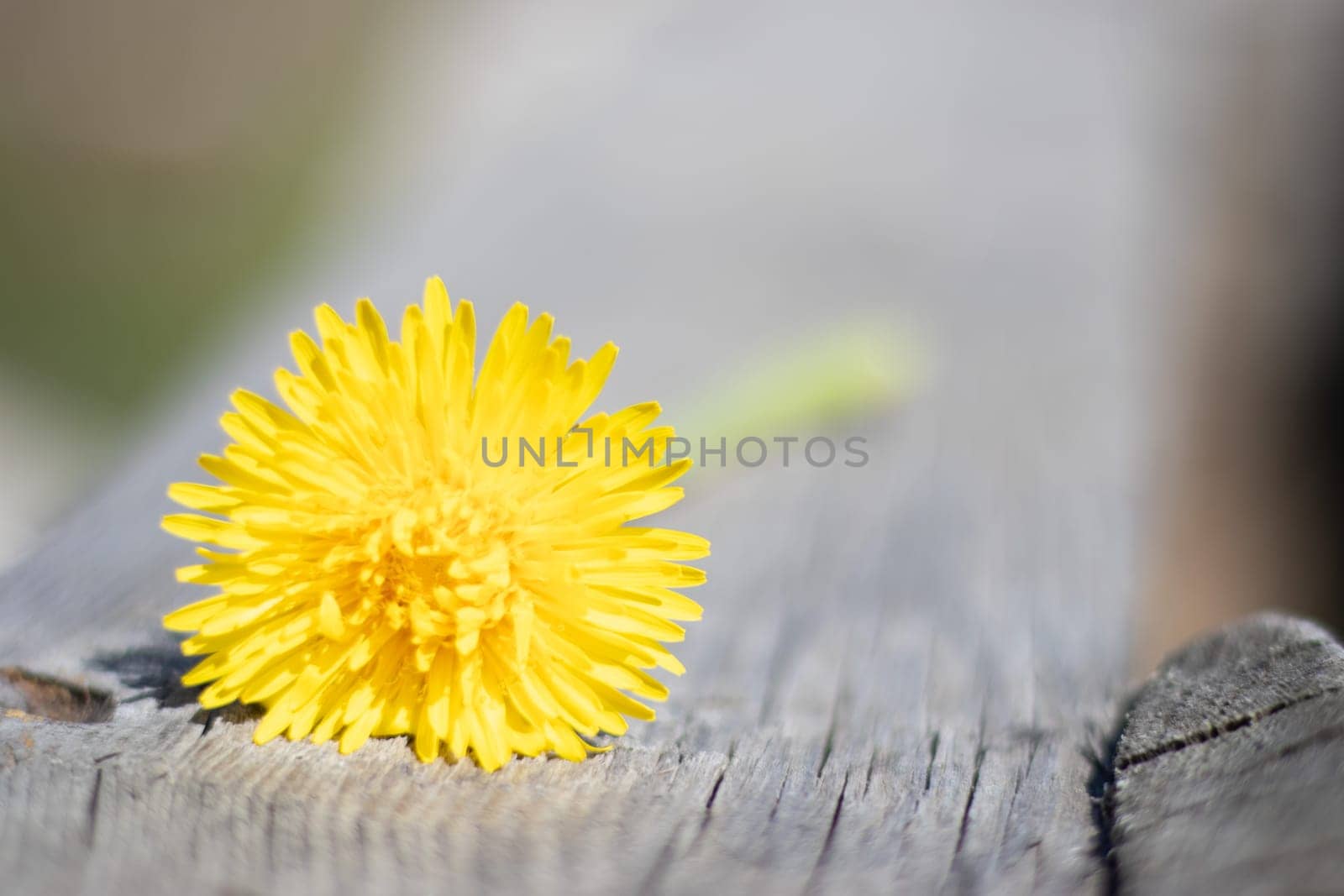 Yellow dandelion lies on an old wooden background with copy space. Background with a yellow flower in the garden of a country house in spring or summer. Macro photo of a blooming dandelion