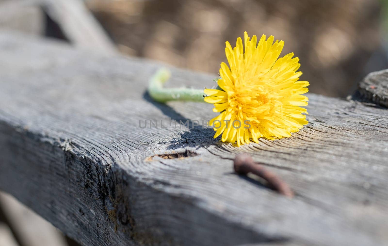 Yellow dandelion lies on an old wooden background with copy space. Background with a yellow flower in the garden of a country house in spring or summer. Macro photo of a blooming dandelion