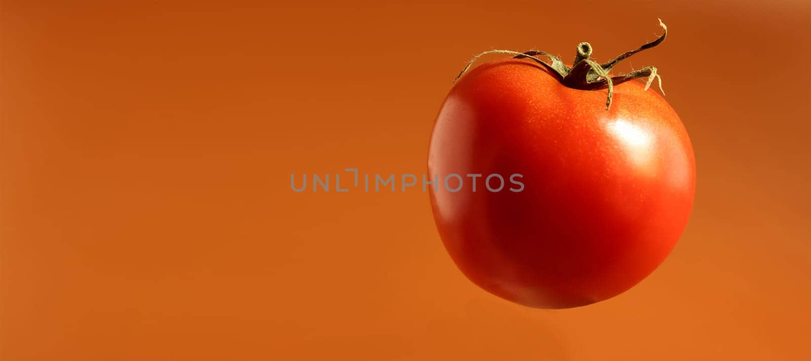 One fresh tasty red tomato. Juicy multi-celled berry. An annual or perennial herb. Vegetable culture. Juicy tomato with green stem. Banner with copy space