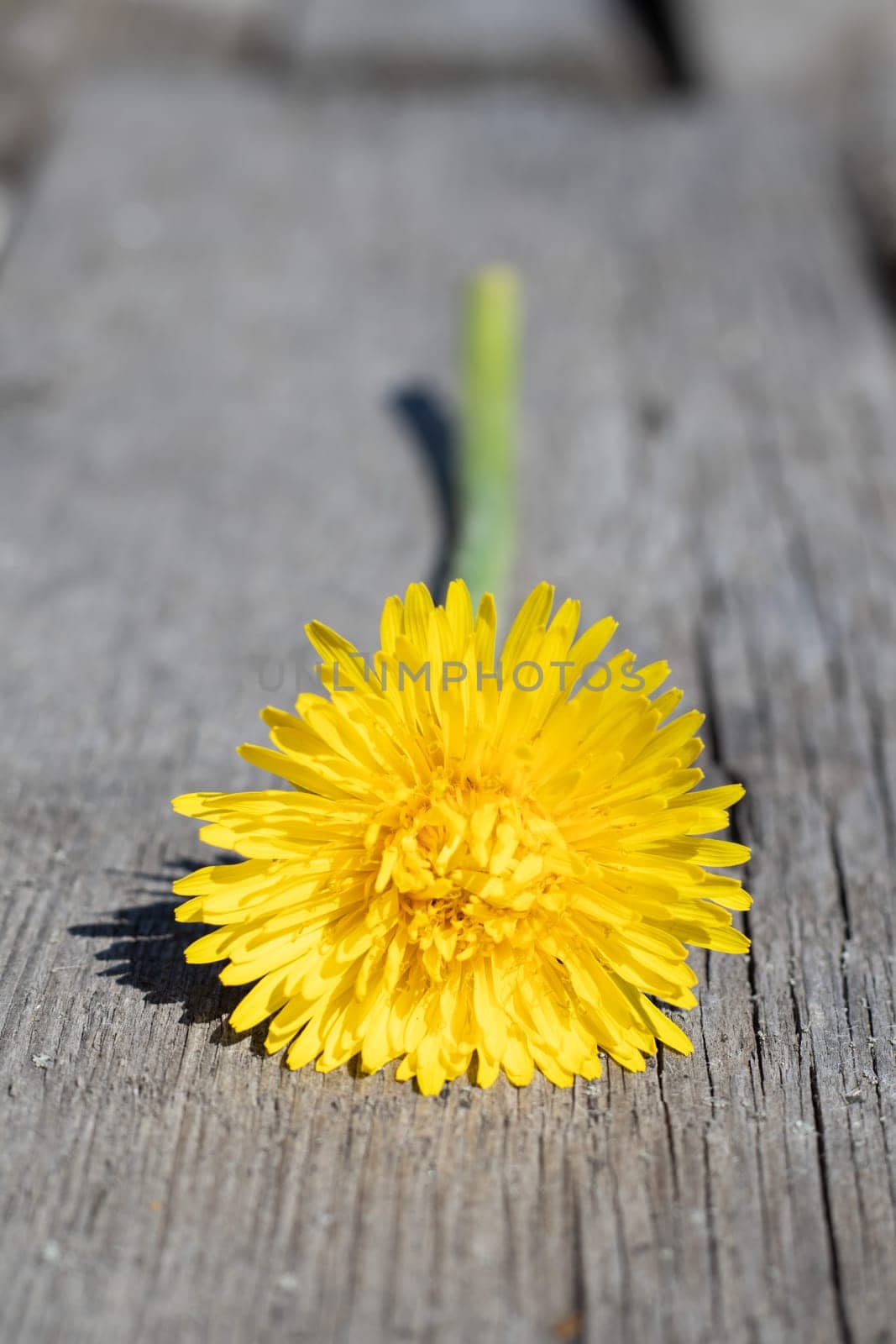 Yellow dandelion lies on an old wooden background with copy space. Background with a yellow flower in the garden of a country house in spring or summer. Macro photo of a blooming dandelion