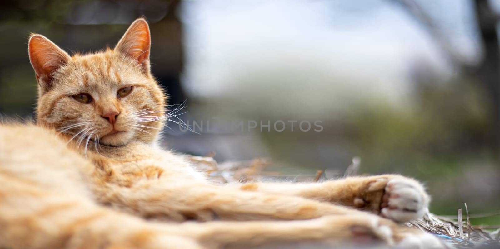 Close-up of a red domestic cat resting peacefully in the hay on a warm summer day. Funny orange tabby cat is basking in the sun. Cute pet under the spring sun on dry grass. Banner with copy space